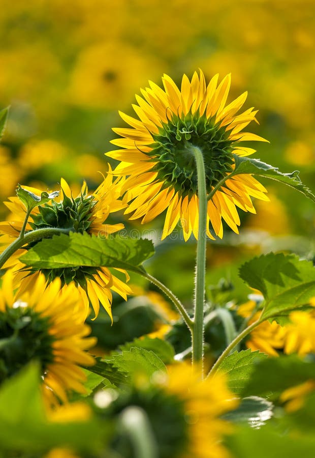 Sunflowers