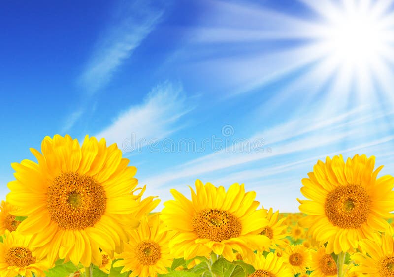 Sunflowers field with beautiful sky. Sunflowers stock images, royalty-free photos and pictures