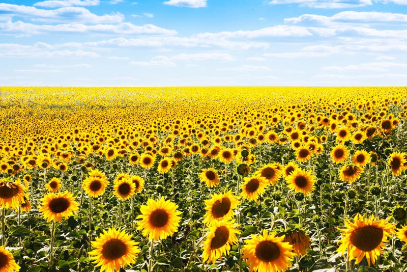 Sunflower stock image. Image of blue, fields, sunflower - 14416567