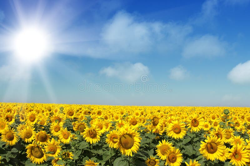 Sunflowers group on blue Sky. Sunflowers stock images, royalty-free photos and pictures