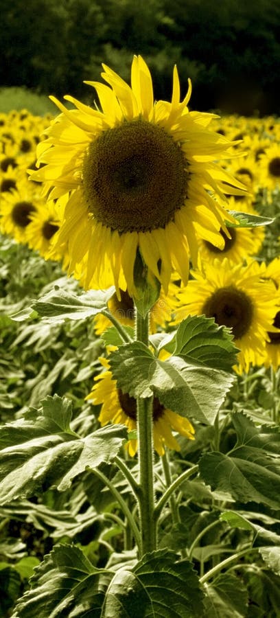 Sunflowers