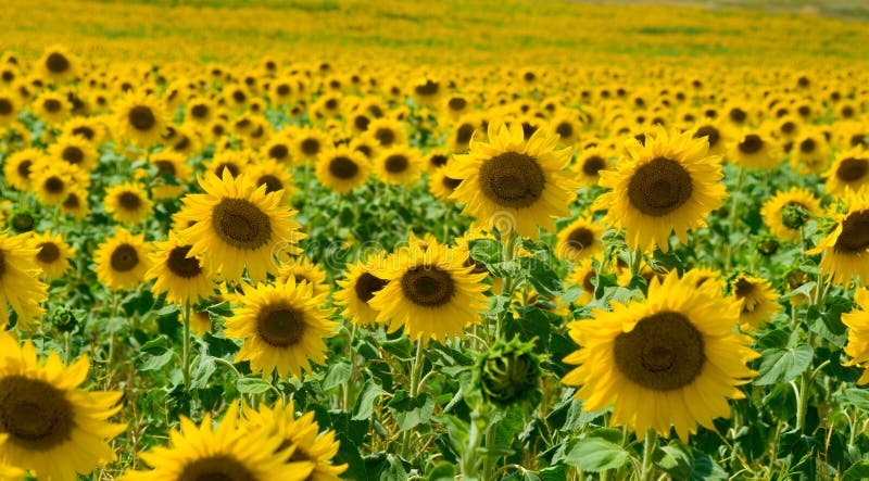 Sunflowers