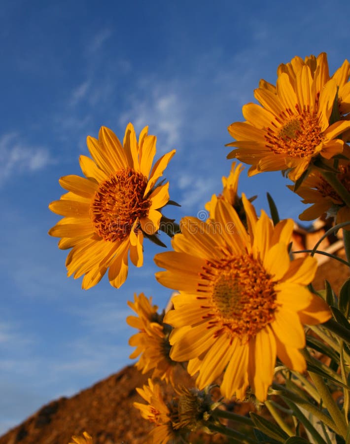 Sunflowers