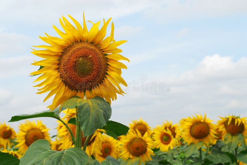 Sunflowers