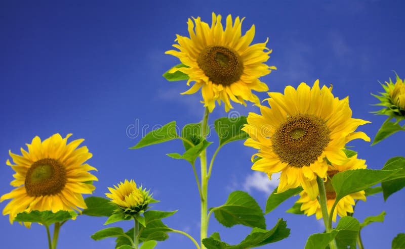 Sunflowers