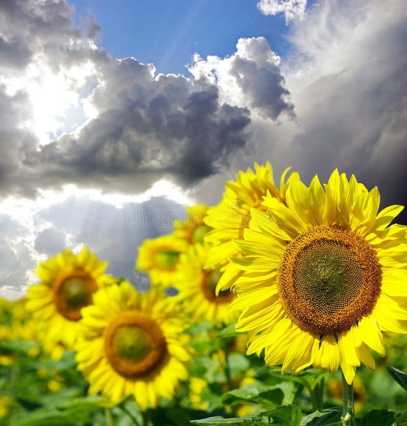 Sunflowers