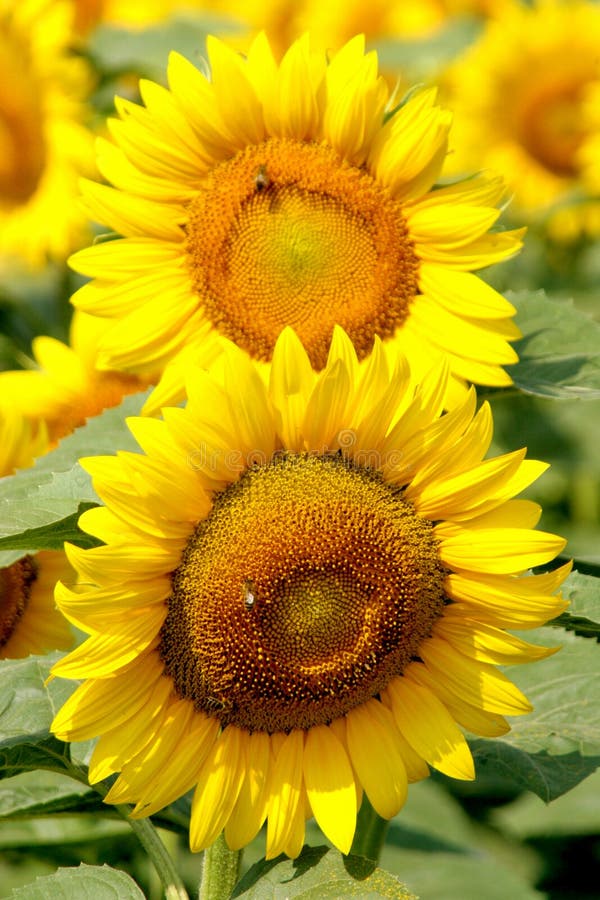 Sunflowers