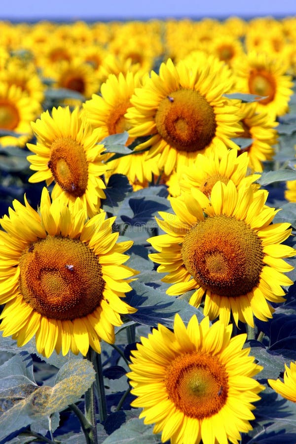 Sunflowers