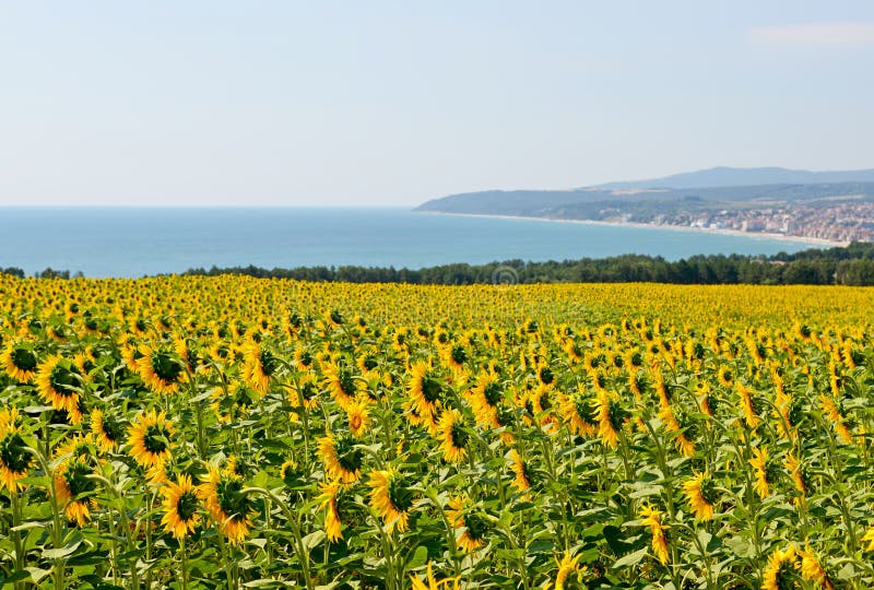Sea of sunflowers stock image. Image of sunflower, small 1007899
