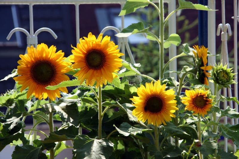 Sunflowers on the balcony in the summertime, potted in the cheramic pot. Ned a lot of water for good growth. Sunflowers stock images, royalty-free photos and pictures