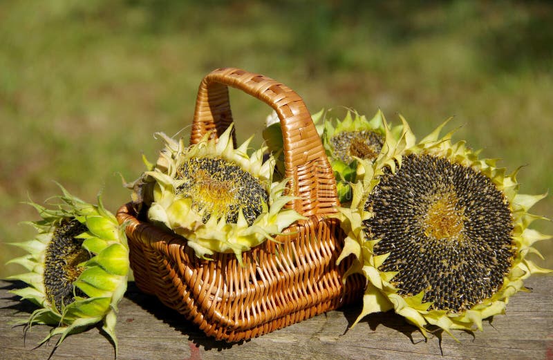 Sunflowers in a basket stock photo. Image of floral, colorful 38008434