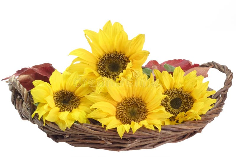 Sunflowers in a Basket stock image. Image of agriculture 7191677