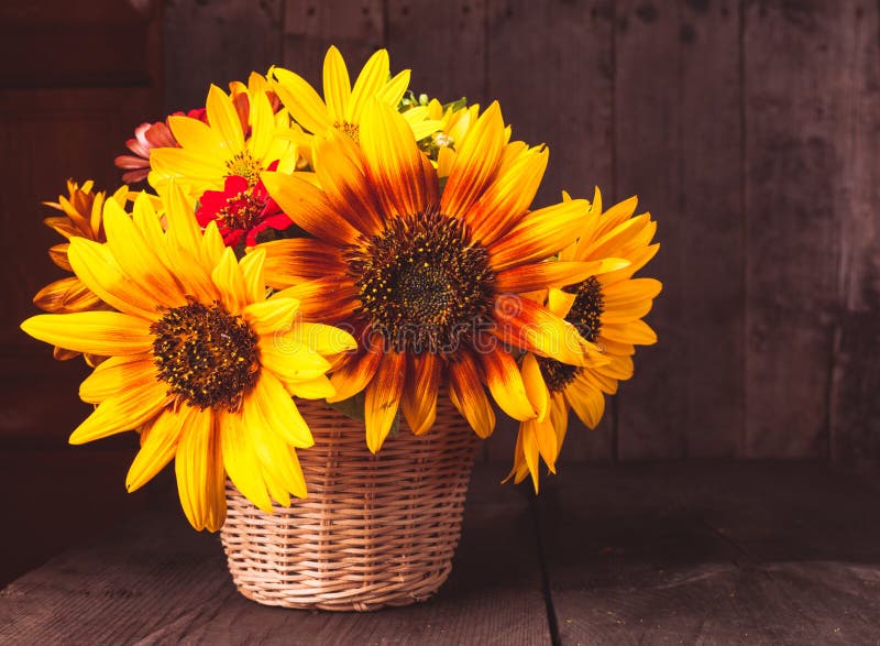 Sunflower in basket stock photo. Image of life, grass 15729630