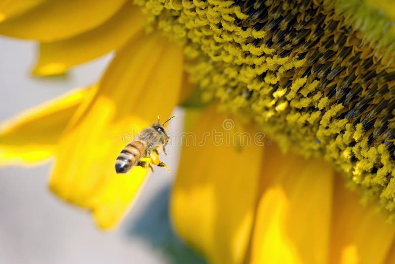 Sunflowers Bee