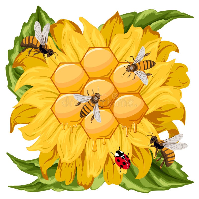 Sunflowers and Bees on Honey Background Stock Vector Illustration of