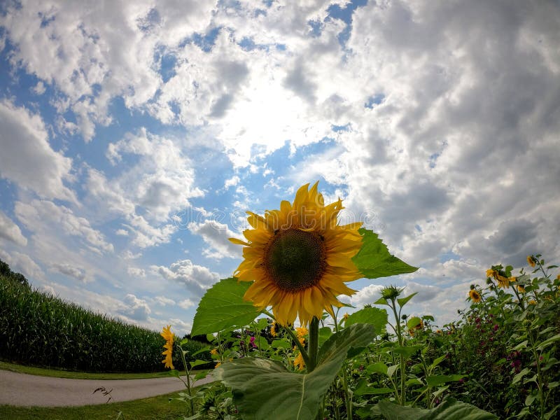 Sunflowers in Bloom in the Field Photographed in Daylight Stock Image