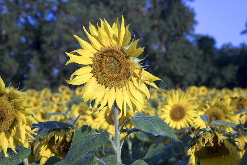 Sunflowers Blooming in Field Stock Image Image of blossoming