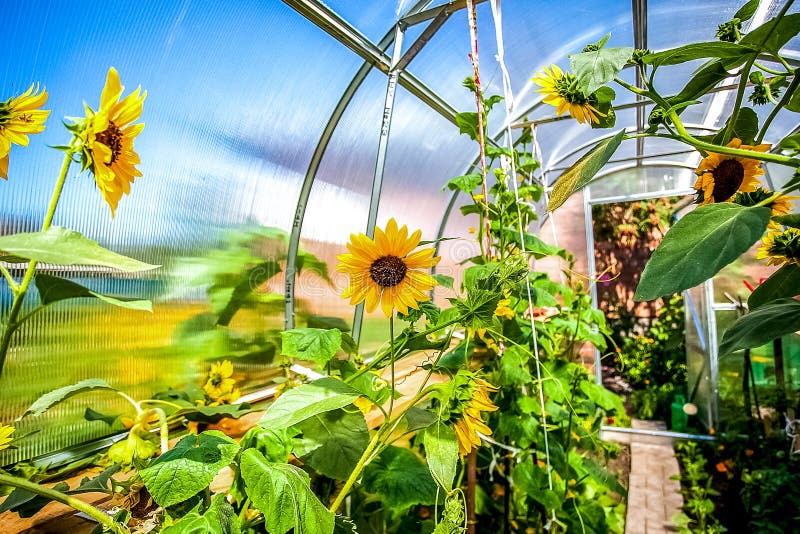 Sunflowers Blooming in the Greenhouse Stock Image Image of nature, flower 232493793