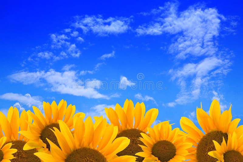 Sunflowers and blue sky