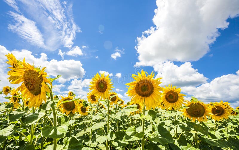 Sunflowers blue sky and White Clouds Nature Sommer Season