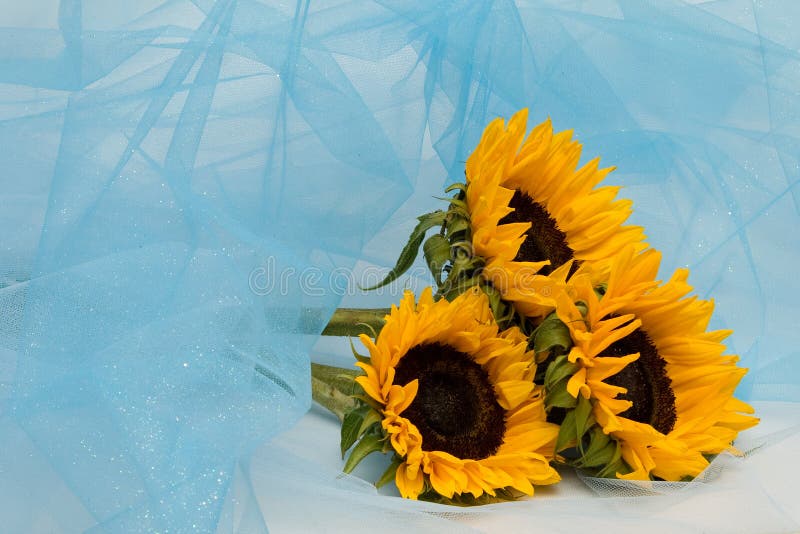 Sunflowers in a blue tinsel veil