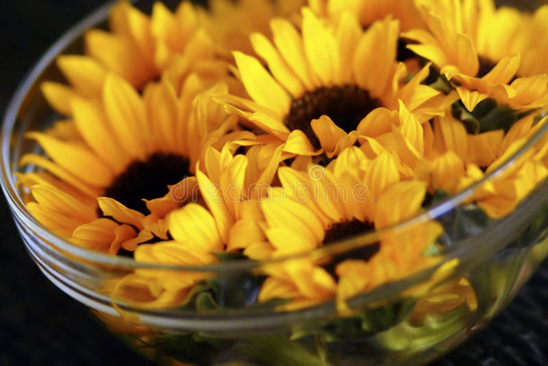 Sunflowers in bowl