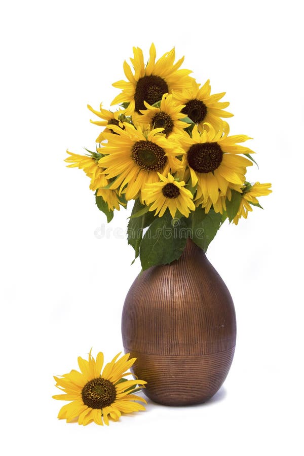 Sunflowers in brown vase stock photo. Image of botany 33225942