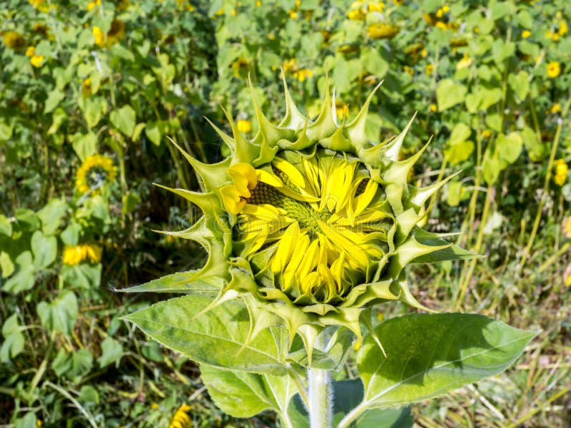 Sunflowers bud stock image. Image of leaf, earth, outdoor 73359283