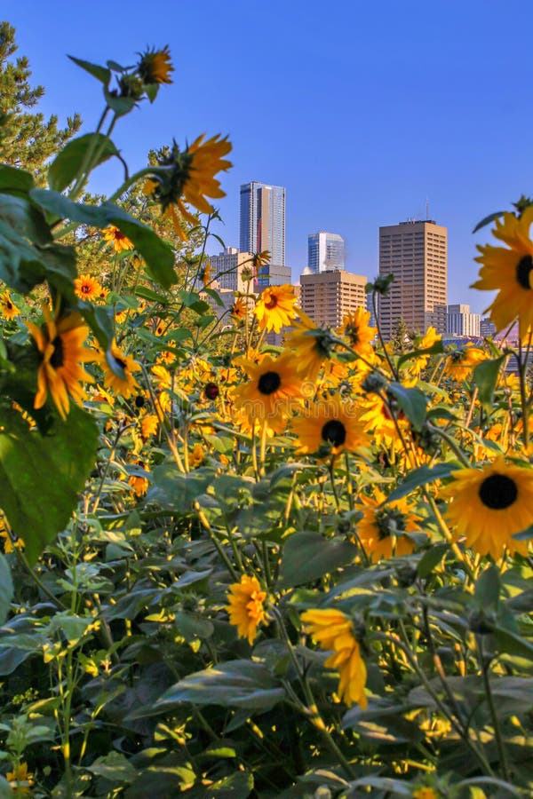 Sunflowers in the City stock image. Image of vibrant 156082545