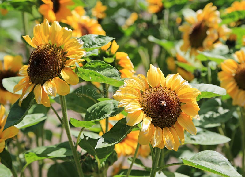 Sunflowers stock photo. Image of green, botany, garden 105678754