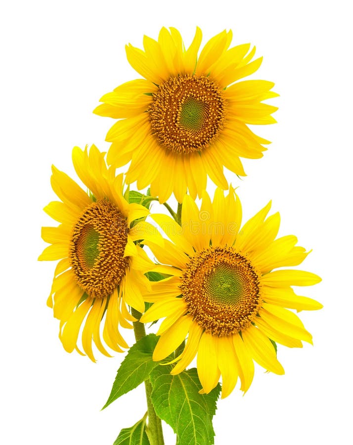 Sunflowers Closeup Isolated on White Background Stock Image - Image of