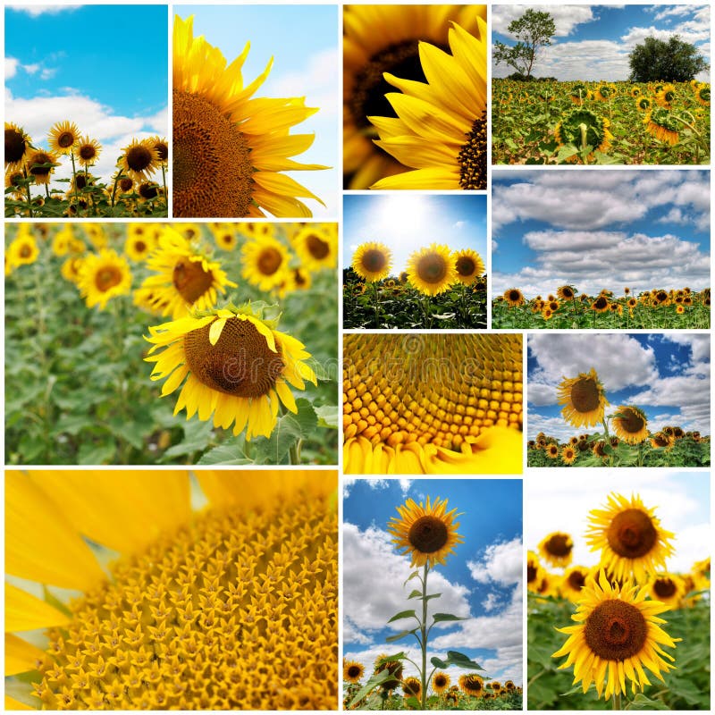 Sunflowers collage stock photo. Image of flora, stamen 13177084