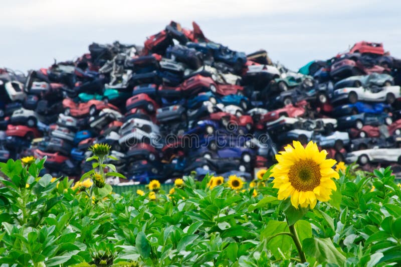 Sunflowers and Crushed Cars with Focus on the Flower