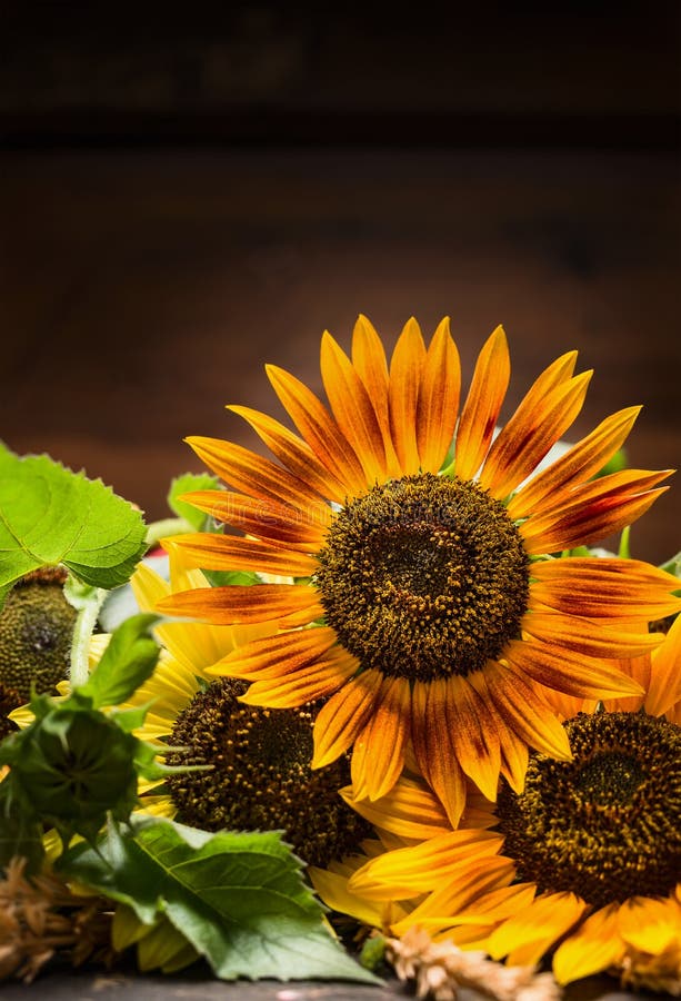 Bouquet of Sunflowers, Lily and Roses in a Vase Stock Image Image of