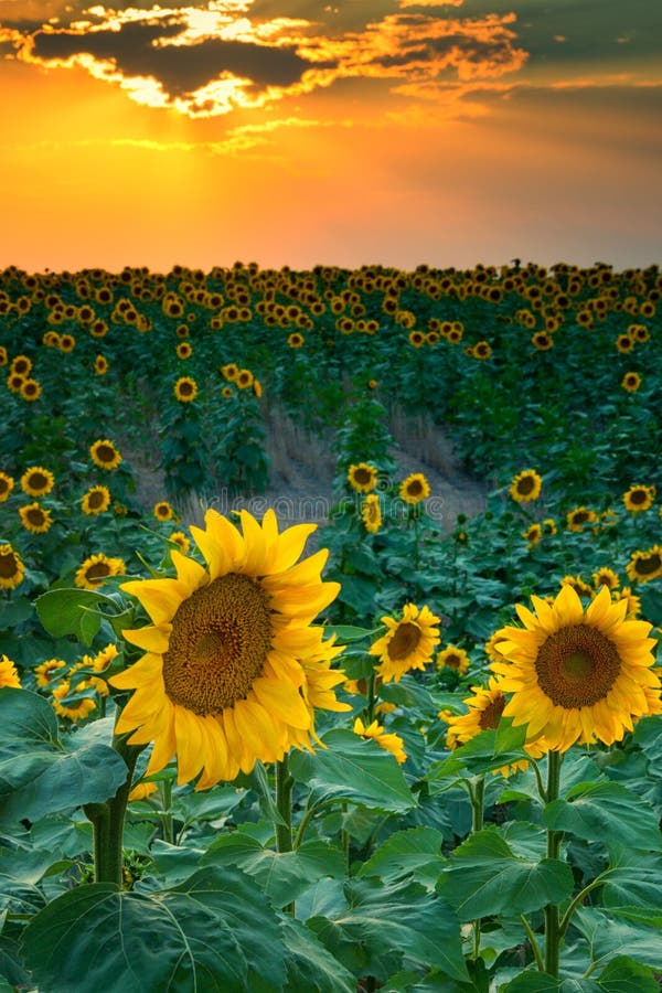 A Summer Sunset With Sunflowers royalty free stock photo A Summer Sunset With Sunflowers royalty free stock photo