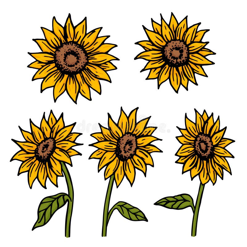 Sunflowers Different Sides Retro Old Line Art Etching Stock Vector ...