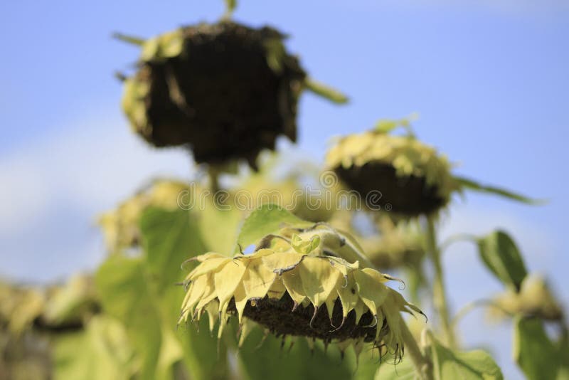 160 Drying Sunflowers Stock Photos Free & RoyaltyFree Stock Photos