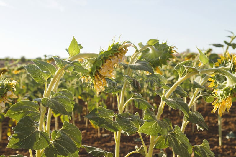 Sunflowers Drying Under the Sun in a Cultivar in Spain Stock Image