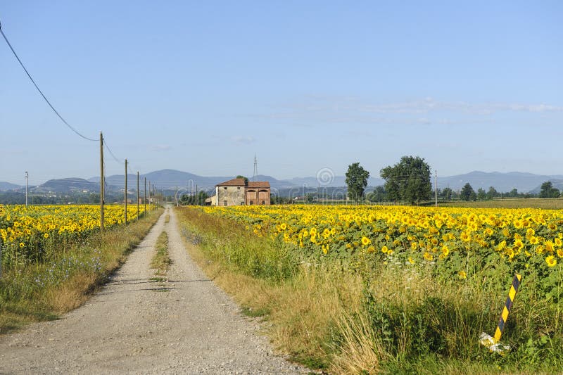 Sunflowers in Emilia-Romagna