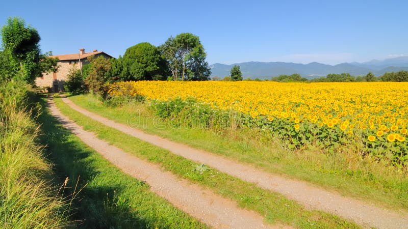 Sunflowers and farmhouse no.1