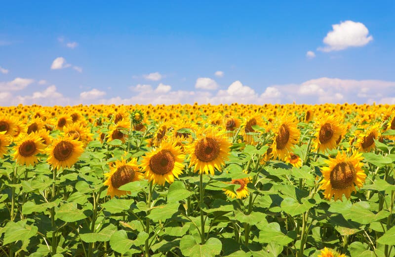 Beautiful sunflowers field close up. Sunflowers stock images, royalty-free photos and pictures