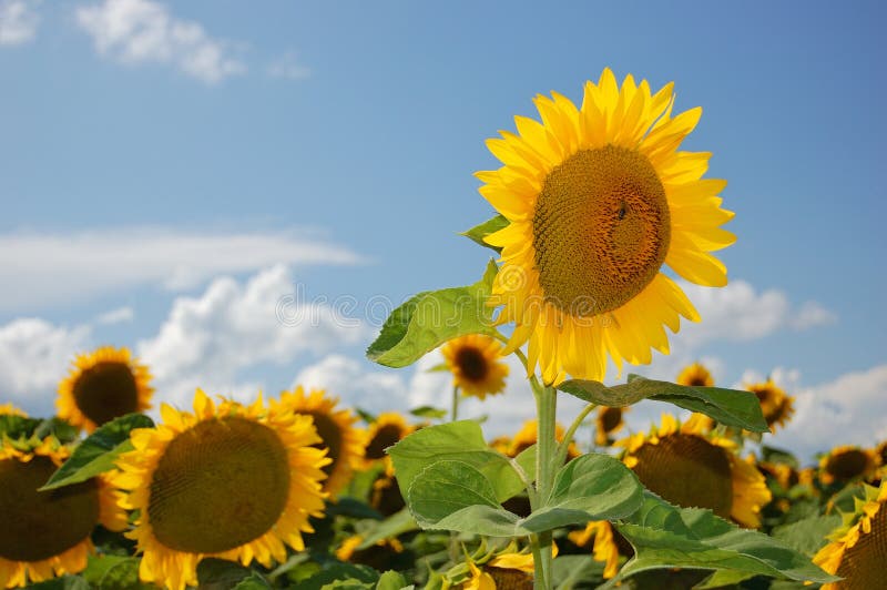 Sunflowers in Bangkok Thailand Stock Image Image of thailand