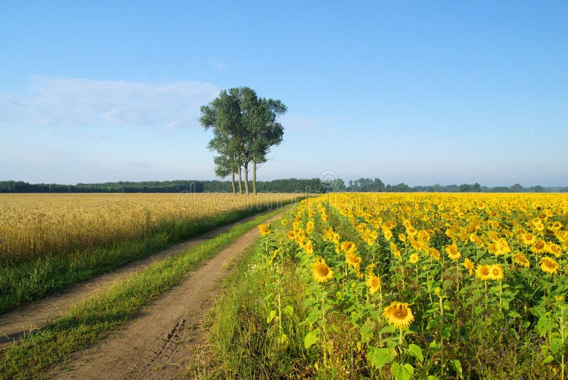 Sunflowers field