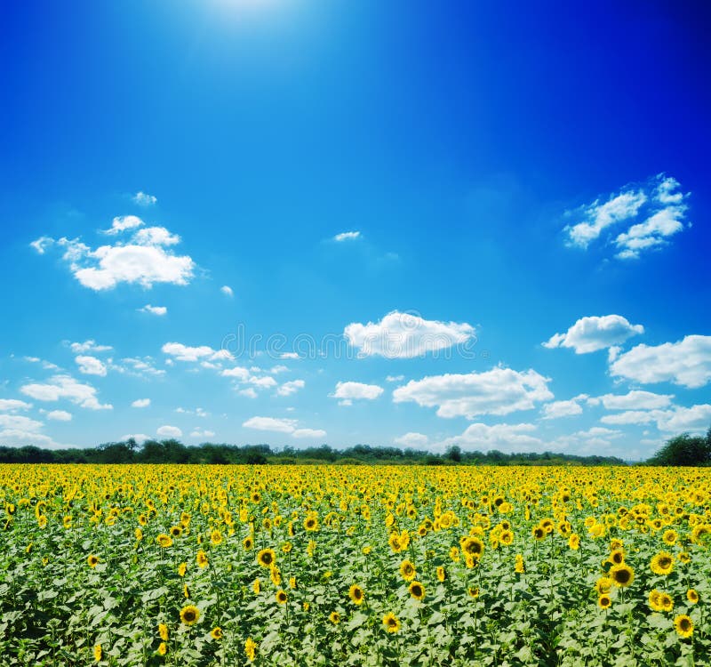 Sunflowers field