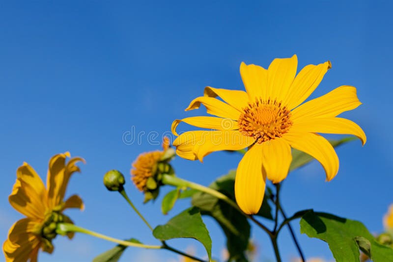 Sunflowers in the field