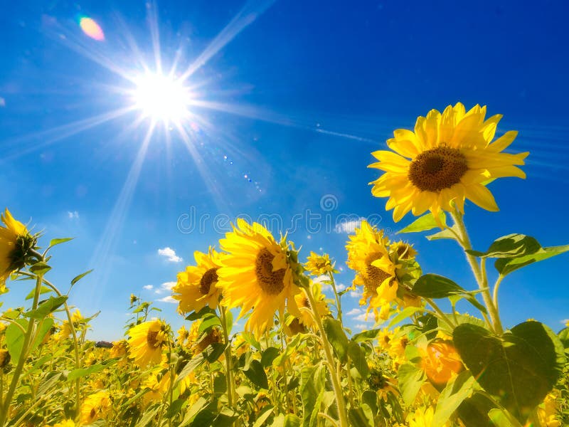 Sunflowers field