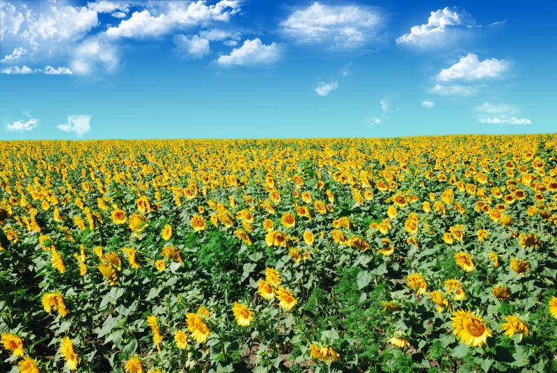 Sunflowers field