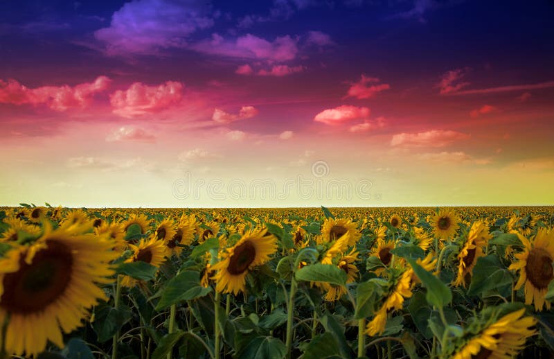 Sunflowers Field