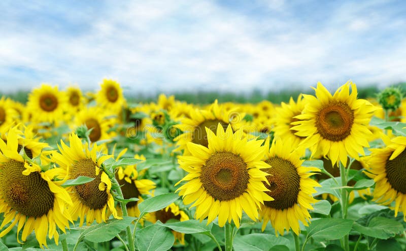 Field of sunflowers with blue sky closeup. Sunflowers stock images, royalty-free photos and pictures
