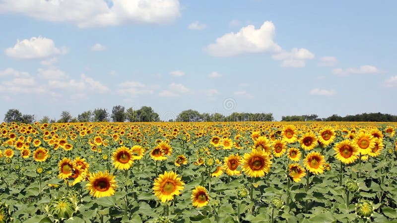 Sunflowers field and blue sky